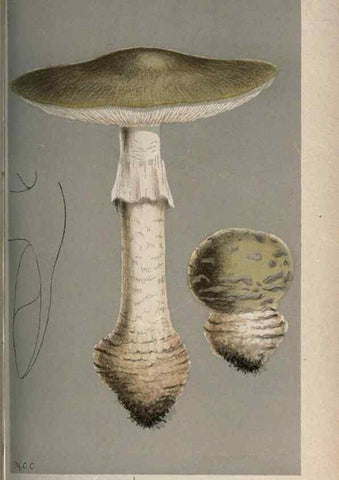 Reproducción/Reproduction 8163860725: Illustrations of British Fungi (Hymenomycetes), to serve as an atlas to the ""Handbook of British Fungi"".. LondonWilliams and Norgate1881-91