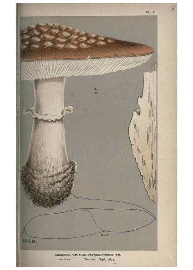 Reproducción/Reproduction 8163894158: Illustrations of British Fungi (Hymenomycetes), to serve as an atlas to the ""Handbook of British Fungi"".. LondonWilliams and Norgate1881-91