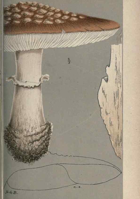 Reproducción/Reproduction 8163894158: Illustrations of British Fungi (Hymenomycetes), to serve as an atlas to the ""Handbook of British Fungi"".. LondonWilliams and Norgate1881-91