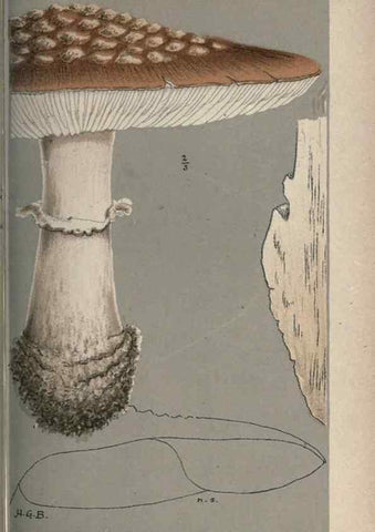 Reproducción/Reproduction 8163894158: Illustrations of British Fungi (Hymenomycetes), to serve as an atlas to the ""Handbook of British Fungi"".. LondonWilliams and Norgate1881-91