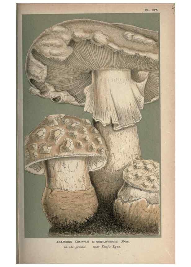 Reproducción/Reproduction 8163861557: Illustrations of British Fungi (Hymenomycetes), to serve as an atlas to the ""Handbook of British Fungi"".. LondonWilliams and Norgate1881-91
