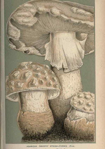 Reproducción/Reproduction 8163861557: Illustrations of British Fungi (Hymenomycetes), to serve as an atlas to the ""Handbook of British Fungi"".. LondonWilliams and Norgate1881-91