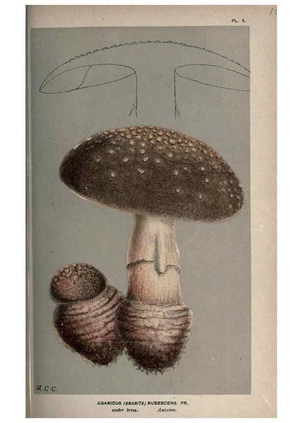 Reproducción/Reproduction 8163862227: Illustrations of British Fungi (Hymenomycetes), to serve as an atlas to the ""Handbook of British Fungi"".. LondonWilliams and Norgate1881-91