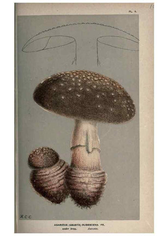 Reproducción/Reproduction 8163862227: Illustrations of British Fungi (Hymenomycetes), to serve as an atlas to the ""Handbook of British Fungi"".. LondonWilliams and Norgate1881-91