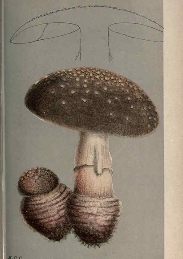 Reproducción/Reproduction 8163862227: Illustrations of British Fungi (Hymenomycetes), to serve as an atlas to the ""Handbook of British Fungi"".. LondonWilliams and Norgate1881-91