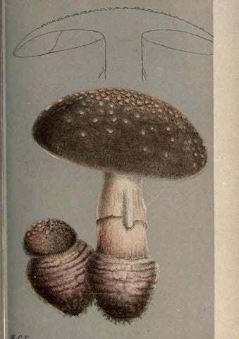Reproducción/Reproduction 8163862227: Illustrations of British Fungi (Hymenomycetes), to serve as an atlas to the ""Handbook of British Fungi"".. LondonWilliams and Norgate1881-91
