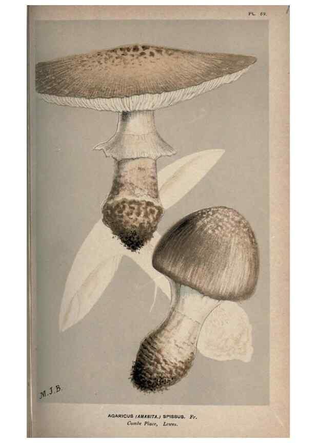 Reproducción/Reproduction 8163862687: Illustrations of British Fungi (Hymenomycetes), to serve as an atlas to the ""Handbook of British Fungi"".. LondonWilliams and Norgate1881-91