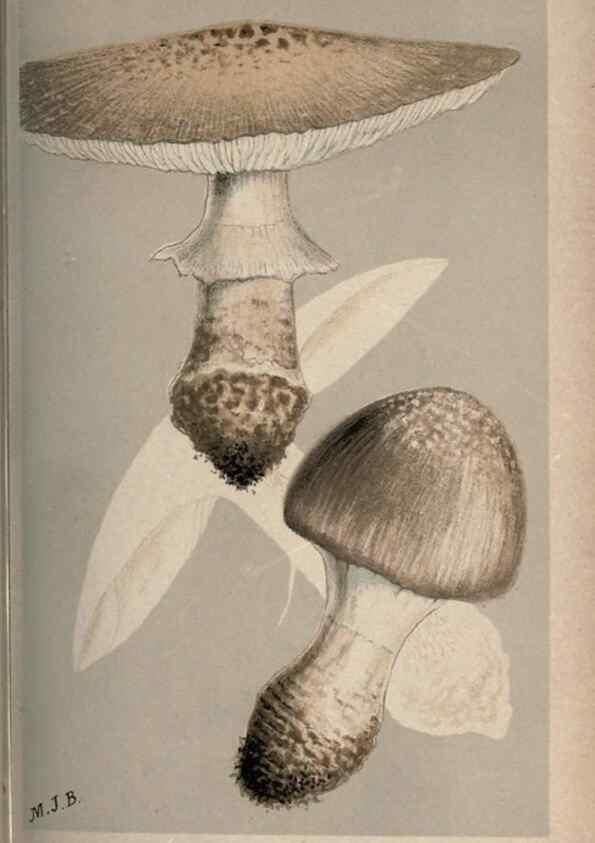 Reproducción/Reproduction 8163862687: Illustrations of British Fungi (Hymenomycetes), to serve as an atlas to the ""Handbook of British Fungi"".. LondonWilliams and Norgate1881-91