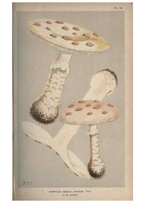 Reproducción/Reproduction 8163895938: Illustrations of British Fungi (Hymenomycetes), to serve as an atlas to the ""Handbook of British Fungi"".. LondonWilliams and Norgate1881-91