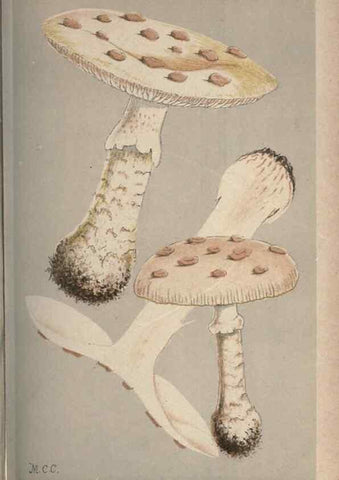 Reproducción/Reproduction 8163895938: Illustrations of British Fungi (Hymenomycetes), to serve as an atlas to the ""Handbook of British Fungi"".. LondonWilliams and Norgate1881-91