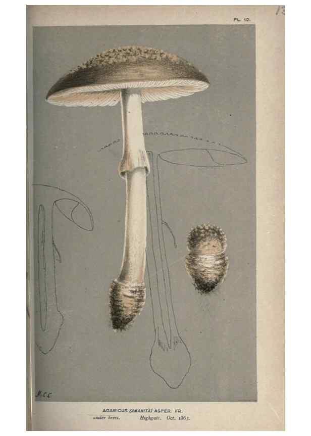 Reproducción/Reproduction 8163863503: Illustrations of British Fungi (Hymenomycetes), to serve as an atlas to the ""Handbook of British Fungi"".. LondonWilliams and Norgate1881-91