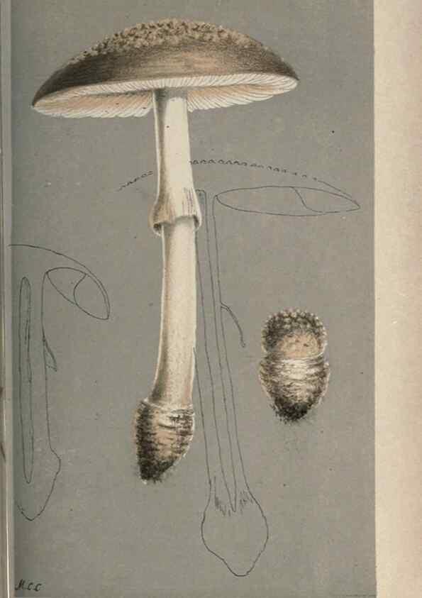 Reproducción/Reproduction 8163863503: Illustrations of British Fungi (Hymenomycetes), to serve as an atlas to the ""Handbook of British Fungi"".. LondonWilliams and Norgate1881-91