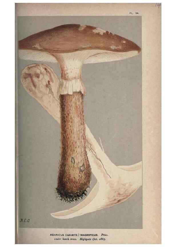 Reproducción/Reproduction 8163896746: Illustrations of British Fungi (Hymenomycetes), to serve as an atlas to the ""Handbook of British Fungi"".. LondonWilliams and Norgate1881-91