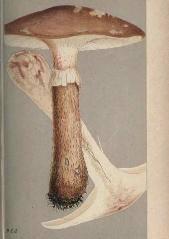 Reproducción/Reproduction 8163896746: Illustrations of British Fungi (Hymenomycetes), to serve as an atlas to the ""Handbook of British Fungi"".. LondonWilliams and Norgate1881-91