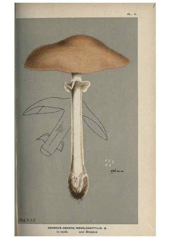 Reproducción/Reproduction 8163864233: Illustrations of British Fungi (Hymenomycetes), to serve as an atlas to the ""Handbook of British Fungi"".. LondonWilliams and Norgate1881-91