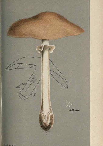 Reproducción/Reproduction 8163864233: Illustrations of British Fungi (Hymenomycetes), to serve as an atlas to the ""Handbook of British Fungi"".. LondonWilliams and Norgate1881-91