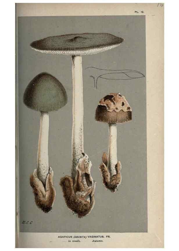 Reproducción/Reproduction 8163864629: Illustrations of British Fungi (Hymenomycetes), to serve as an atlas to the ""Handbook of British Fungi"".. LondonWilliams and Norgate1881-91