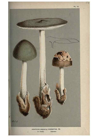 Reproducción/Reproduction 8163864629: Illustrations of British Fungi (Hymenomycetes), to serve as an atlas to the ""Handbook of British Fungi"".. LondonWilliams and Norgate1881-91
