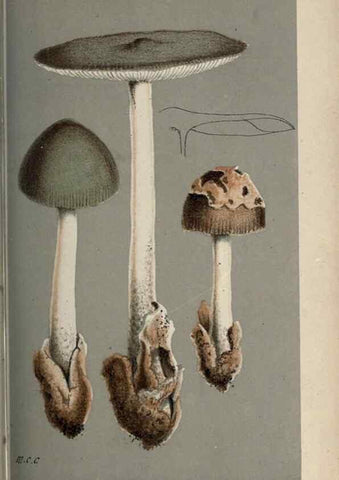 Reproducción/Reproduction 8163864629: Illustrations of British Fungi (Hymenomycetes), to serve as an atlas to the ""Handbook of British Fungi"".. LondonWilliams and Norgate1881-91