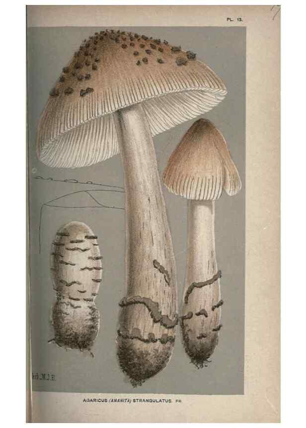 Reproducción/Reproduction 8163897954: Illustrations of British Fungi (Hymenomycetes), to serve as an atlas to the ""Handbook of British Fungi"".. LondonWilliams and Norgate1881-91