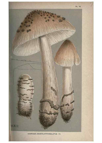 Reproducción/Reproduction 8163897954: Illustrations of British Fungi (Hymenomycetes), to serve as an atlas to the ""Handbook of British Fungi"".. LondonWilliams and Norgate1881-91