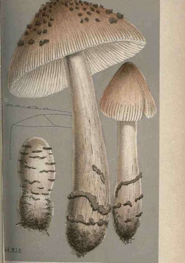 Reproducción/Reproduction 8163897954: Illustrations of British Fungi (Hymenomycetes), to serve as an atlas to the ""Handbook of British Fungi"".. LondonWilliams and Norgate1881-91