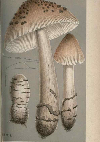 Reproducción/Reproduction 8163897954: Illustrations of British Fungi (Hymenomycetes), to serve as an atlas to the ""Handbook of British Fungi"".. LondonWilliams and Norgate1881-91