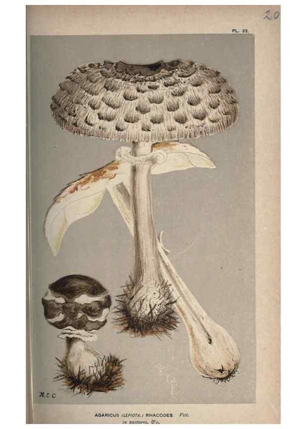 Reproducción/Reproduction 8163899226: Illustrations of British Fungi (Hymenomycetes), to serve as an atlas to the ""Handbook of British Fungi"".. LondonWilliams and Norgate1881-91