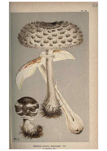 Reproducción/Reproduction 8163899226: Illustrations of British Fungi (Hymenomycetes), to serve as an atlas to the ""Handbook of British Fungi"".. LondonWilliams and Norgate1881-91