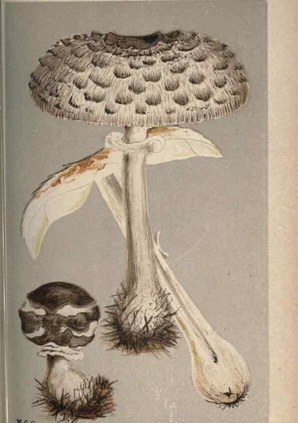 Reproducción/Reproduction 8163899226: Illustrations of British Fungi (Hymenomycetes), to serve as an atlas to the ""Handbook of British Fungi"".. LondonWilliams and Norgate1881-91