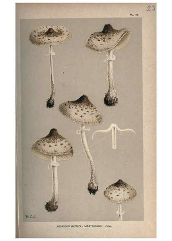 Reproducción/Reproduction 8163867395: Illustrations of British Fungi (Hymenomycetes), to serve as an atlas to the ""Handbook of British Fungi"".. LondonWilliams and Norgate1881-91