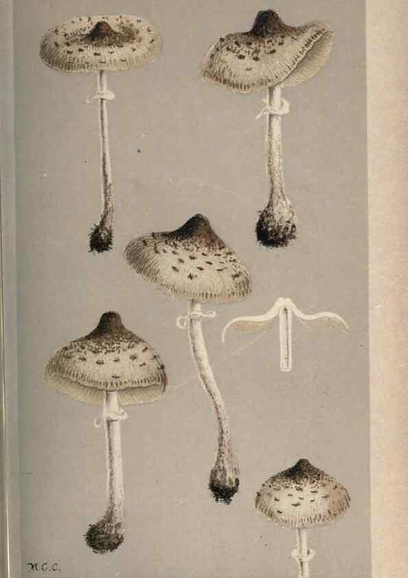 Reproducción/Reproduction 8163867395: Illustrations of British Fungi (Hymenomycetes), to serve as an atlas to the ""Handbook of British Fungi"".. LondonWilliams and Norgate1881-91