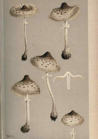 Reproducción/Reproduction 8163867395: Illustrations of British Fungi (Hymenomycetes), to serve as an atlas to the ""Handbook of British Fungi"".. LondonWilliams and Norgate1881-91
