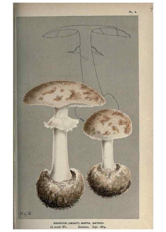 Reproducción/Reproduction 8163859423: Illustrations of British Fungi (Hymenomycetes), to serve as an atlas to the ""Handbook of British Fungi"".. LondonWilliams and Norgate1881-91