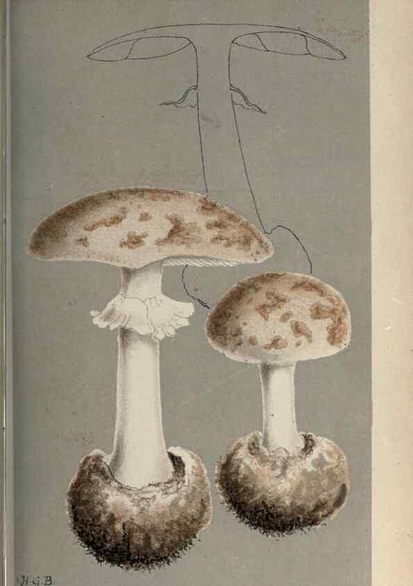 Reproducción/Reproduction 8163859423: Illustrations of British Fungi (Hymenomycetes), to serve as an atlas to the ""Handbook of British Fungi"".. LondonWilliams and Norgate1881-91