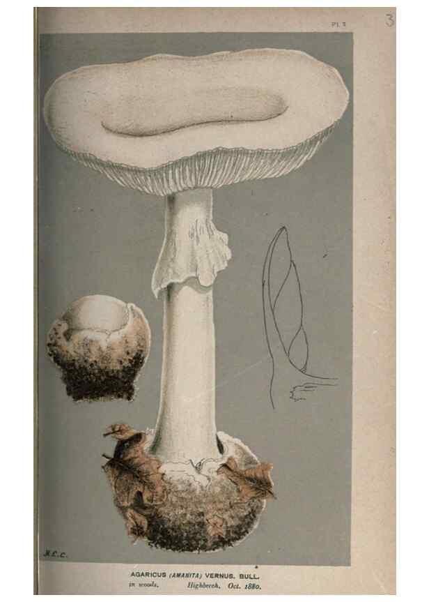 Reproducción/Reproduction 8163892002: Illustrations of British Fungi (Hymenomycetes), to serve as an atlas to the ""Handbook of British Fungi"".. LondonWilliams and Norgate1881-91
