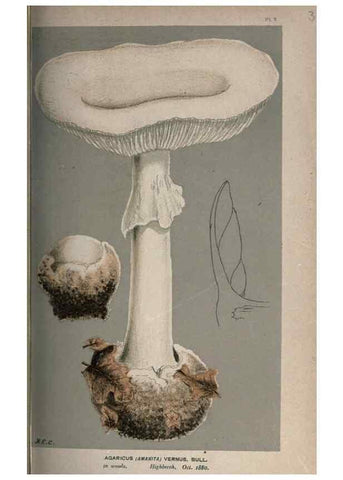 Reproducción/Reproduction 8163892002: Illustrations of British Fungi (Hymenomycetes), to serve as an atlas to the ""Handbook of British Fungi"".. LondonWilliams and Norgate1881-91
