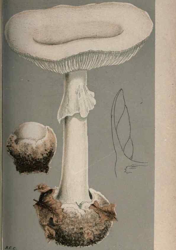 Reproducción/Reproduction 8163892002: Illustrations of British Fungi (Hymenomycetes), to serve as an atlas to the ""Handbook of British Fungi"".. LondonWilliams and Norgate1881-91