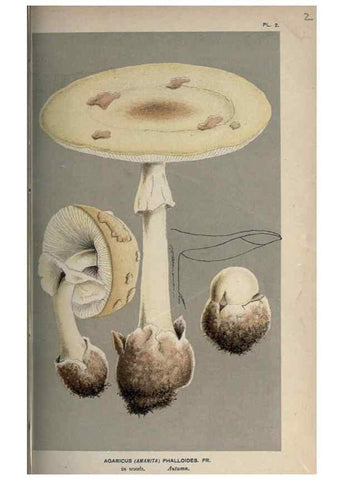 Reproducción/Reproduction 8163891626: Illustrations of British Fungi (Hymenomycetes), to serve as an atlas to the ""Handbook of British Fungi"".. LondonWilliams and Norgate1881-91