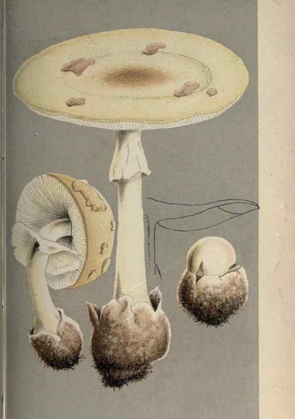Reproducción/Reproduction 8163891626: Illustrations of British Fungi (Hymenomycetes), to serve as an atlas to the ""Handbook of British Fungi"".. LondonWilliams and Norgate1881-91