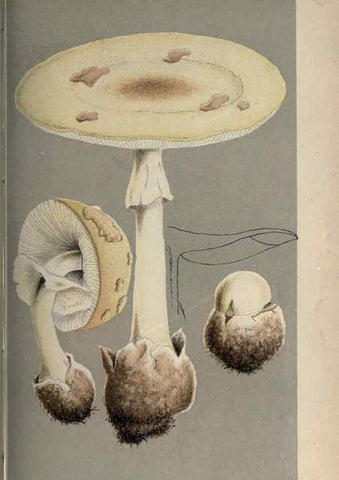 Reproducción/Reproduction 8163891626: Illustrations of British Fungi (Hymenomycetes), to serve as an atlas to the ""Handbook of British Fungi"".. LondonWilliams and Norgate1881-91
