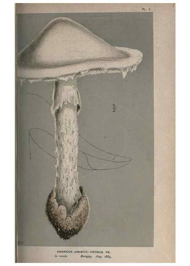 Reproducción/Reproduction 8163858169: Illustrations of British Fungi (Hymenomycetes), to serve as an atlas to the ""Handbook of British Fungi"".. LondonWilliams and Norgate1881-91