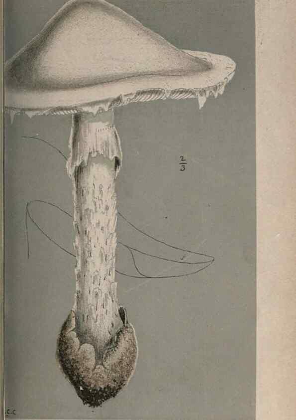 Reproducción/Reproduction 8163858169: Illustrations of British Fungi (Hymenomycetes), to serve as an atlas to the ""Handbook of British Fungi"".. LondonWilliams and Norgate1881-91