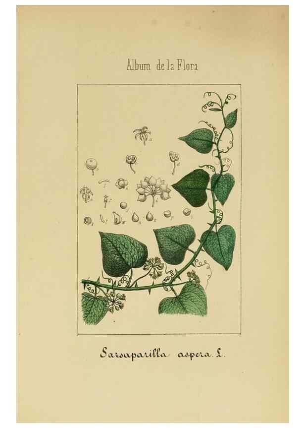 Reproducción/Reproduction 8157689684: Album de la flora médico-farmacéutica é industrial, indígena y exótica,. Madrid,Impr. de la Galeria literaria,1862-64.