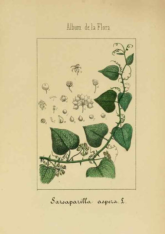 Reproducción/Reproduction 8157689684: Album de la flora médico-farmacéutica é industrial, indígena y exótica,. Madrid,Impr. de la Galeria literaria,1862-64.