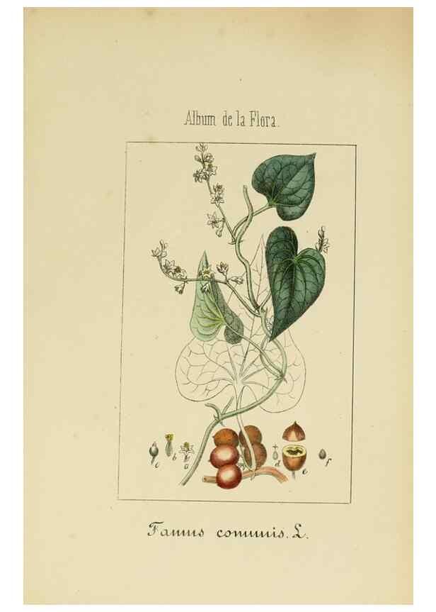 Reproducción/Reproduction 8157690094: Album de la flora médico-farmacéutica é industrial, indígena y exótica,. Madrid,Impr. de la Galeria literaria,1862-64.