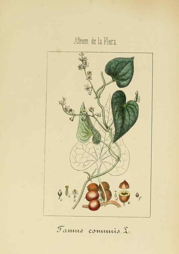 Reproducción/Reproduction 8157690094: Album de la flora médico-farmacéutica é industrial, indígena y exótica,. Madrid,Impr. de la Galeria literaria,1862-64.
