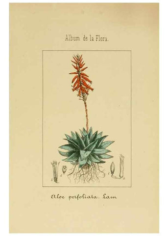 Reproducción/Reproduction 8157657393: Album de la flora médico-farmacéutica é industrial, indígena y exótica,. Madrid,Impr. de la Galeria literaria,1862-64.