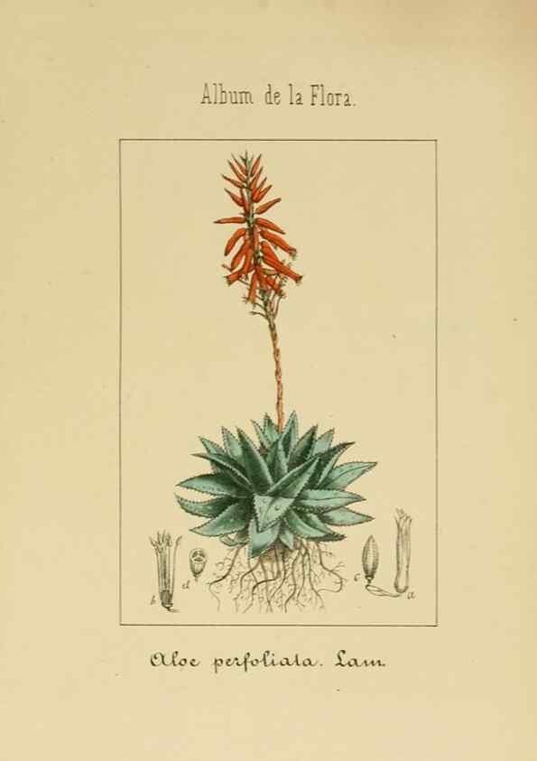Reproducción/Reproduction 8157657393: Album de la flora médico-farmacéutica é industrial, indígena y exótica,. Madrid,Impr. de la Galeria literaria,1862-64.