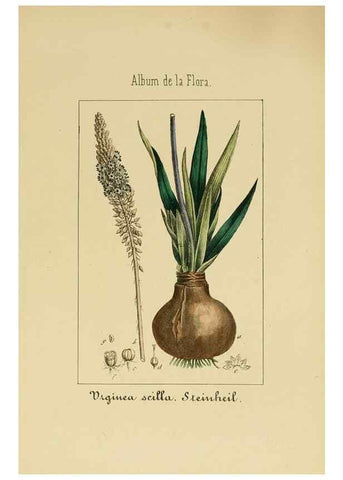 Reproducción/Reproduction 8157657923: Album de la flora médico-farmacéutica é industrial, indígena y exótica,. Madrid,Impr. de la Galeria literaria,1862-64.